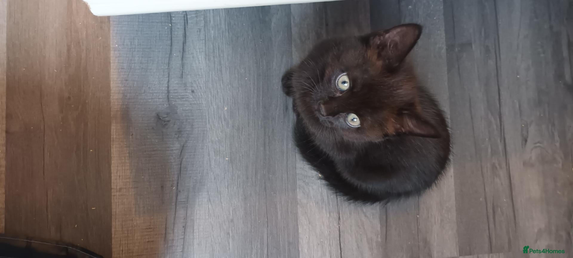 British Shorthair cats British short hair/black ghost tabby - Advert 1