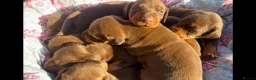 Dobermann dogs for sale: DOBERMANN PUPPIES - Advert 3