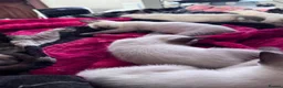 Siamese cats for sale: Siamese kittens - Advert 4