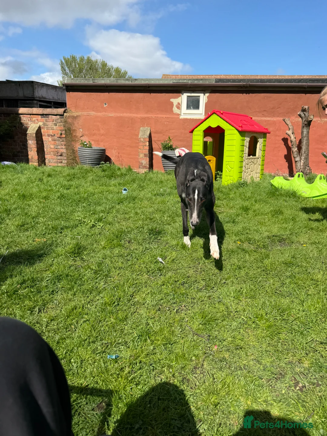 Greyhound dogs for sale: Niall - Advert 3