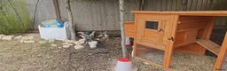 Chickens poultry for sale: Aseel pure blood  in Bicester - Advert 2