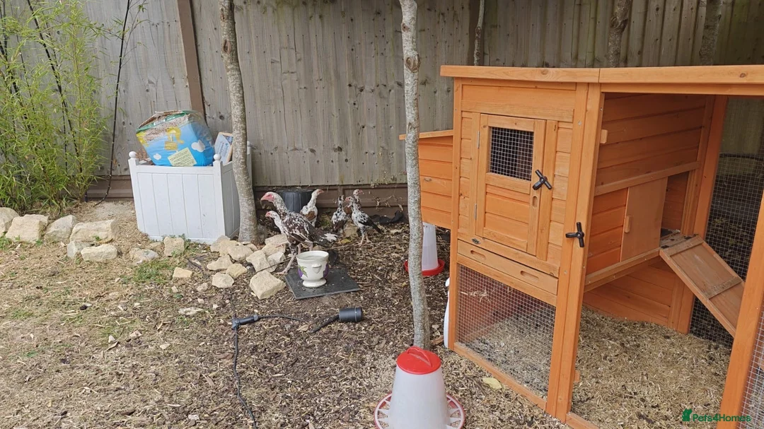 Chickens poultry for sale: Aseel pure blood  in Bicester - Advert 2