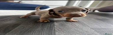 Miniature Dachshund Puppy 5