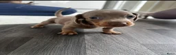Miniature Dachshund dogs for sale: Kc Mini dachshund puppy’s  READY To LEAVE🐶🐶🐶 - Advert 36