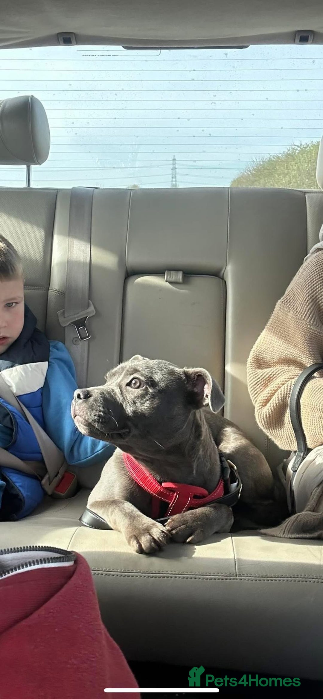 Staffordshire Bull Terrier dogs for sale: Adorable BLUE KC Pups *BULLSCAFF BLOODLINE* - Advert 3