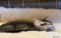 Maine Coon cats for sale: 3 Stunning Maine Coon Boys Ready To Go Now!!! - Image 3