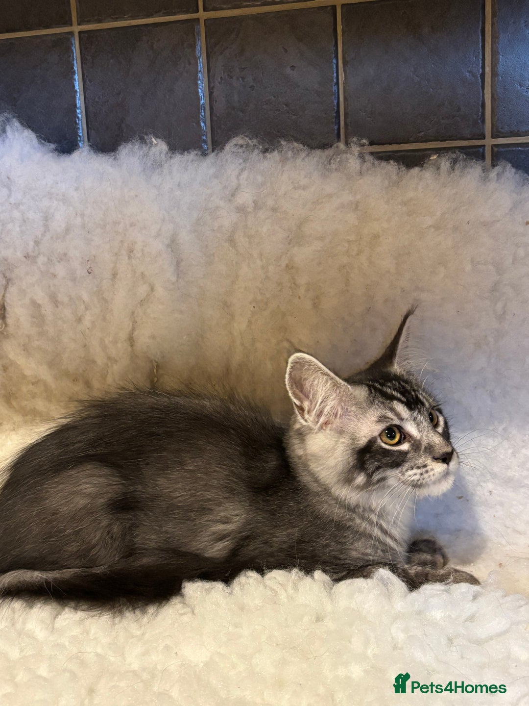 Maine Coon cats for sale: 3 Stunning Maine Coon Boys Ready To Go Now!!! - Image 3