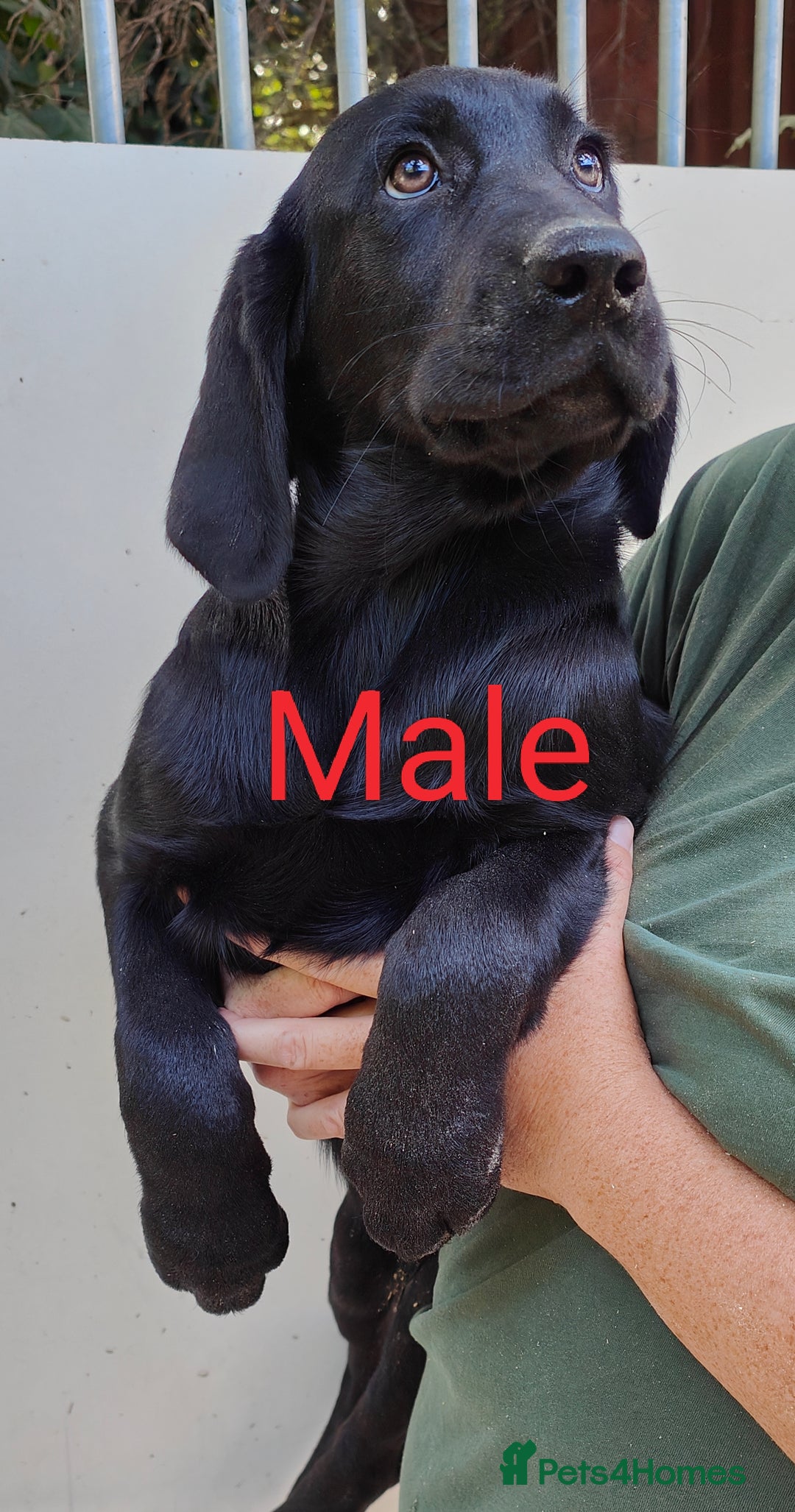 Goldador dogs for sale: Lovely Goldendor / Goldador Puppies - Image 4