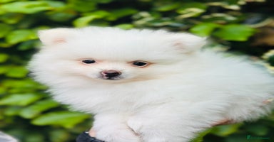 Pomeranian dogs - Advert 6