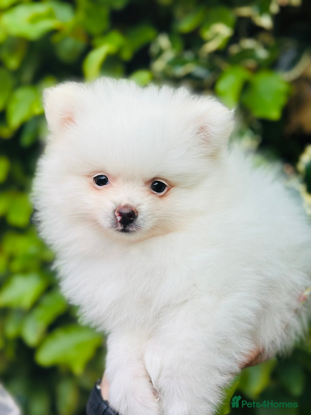 Pomeranian dogs for sale: 3 Gorgeous Pomeranian Puppies-Ready for New Homes - Image 3