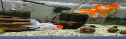 Goldfish fish for sale: Full setup including fish and snails  in Hebburn - Advert 6