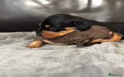 Miniature Dachshund dogs for sale: Gorgeous KC reg miniature Dachshund puppies  - Image 9