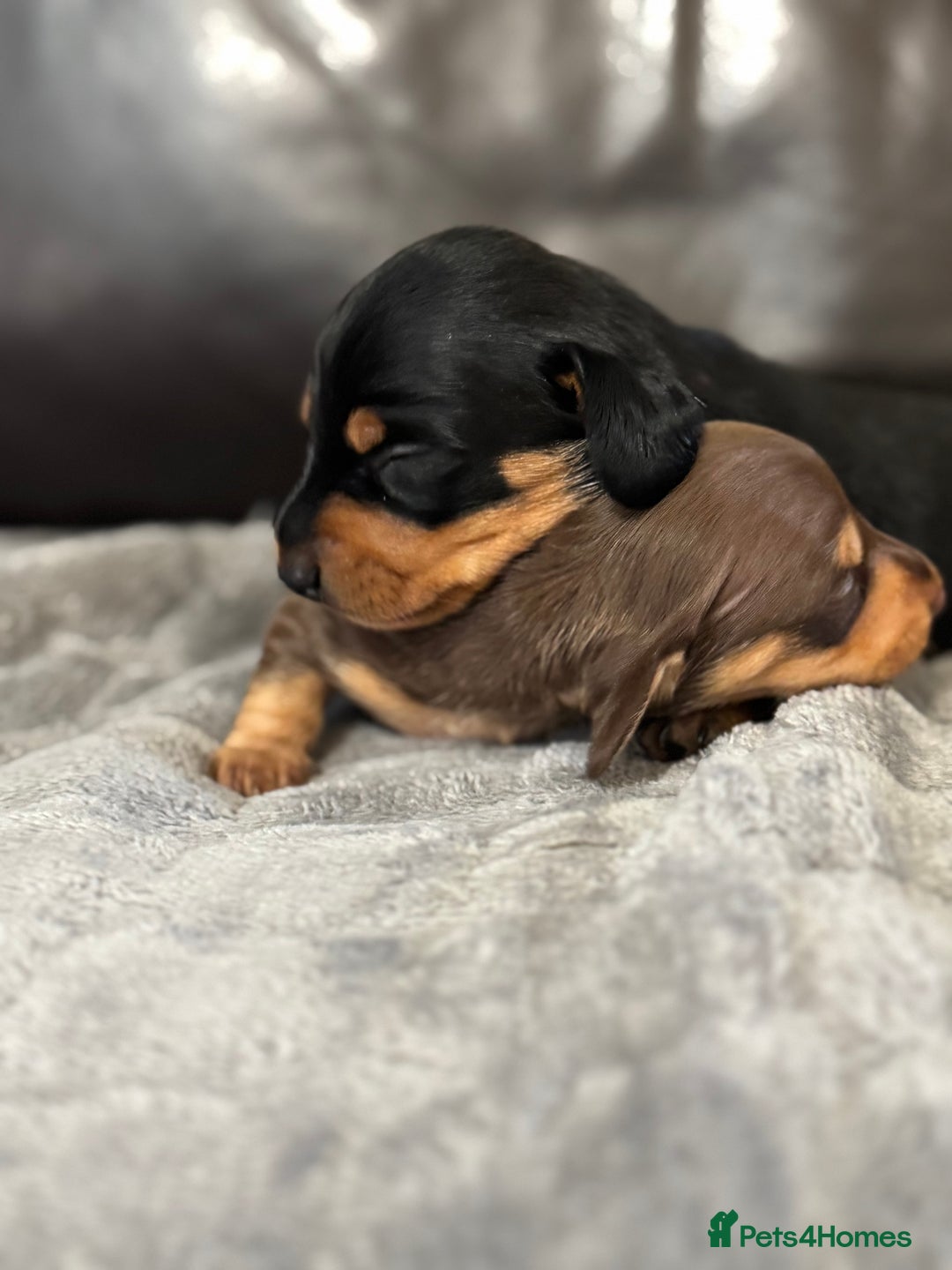 Miniature Dachshund dogs for sale: Gorgeous KC reg miniature Dachshund puppies  - Image 9