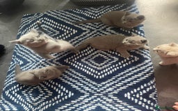 British Shorthair cats for sale: Beautiful British short hair kittens  - Image 12