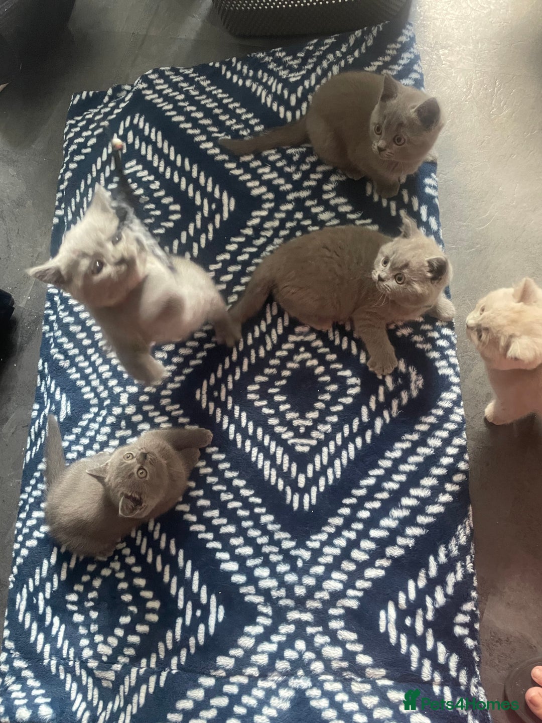 British Shorthair cats for sale: Beautiful British short hair kittens  - Image 12