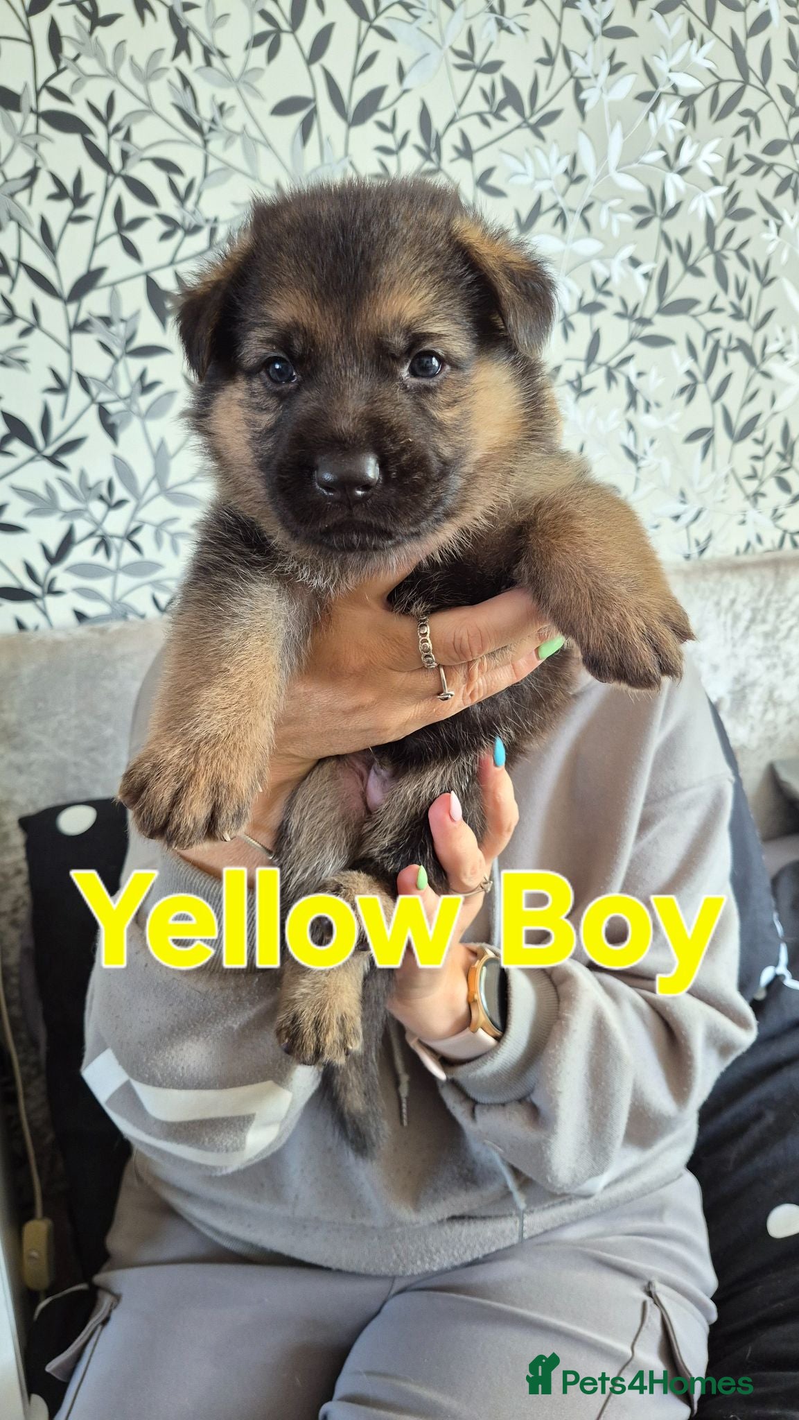German Shepherd dogs Beautiful German Shepherd Puppies - Advert 2