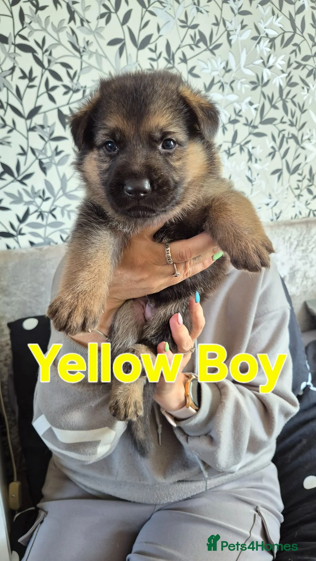 German Shepherd dogs for sale: Beautiful German Shepherd Puppies - Advert 2