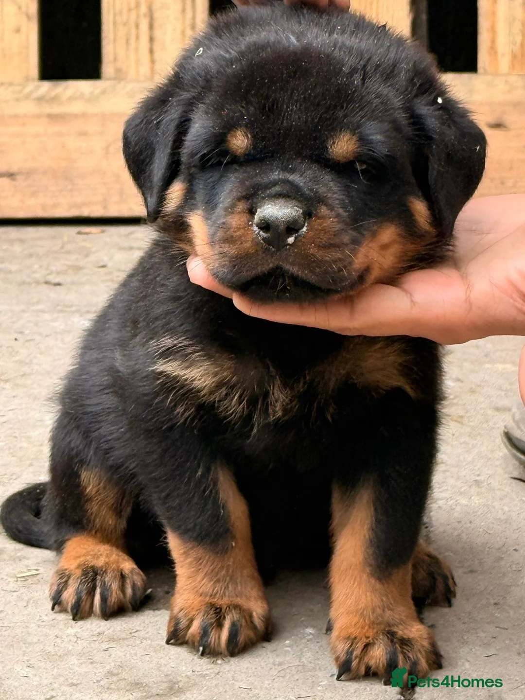 Rottweiler dogs for sale: Top quality kc pups for sale timitor X edelstein - Advert 12