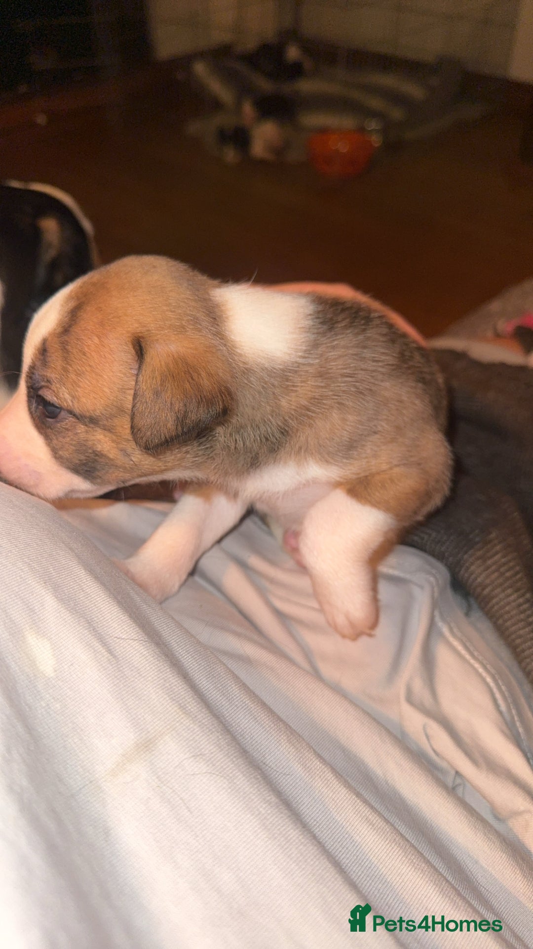 Mixed Breed dogs for sale: Pups for sale  - Advert 30