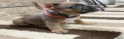 French Bulldog dogs for sale: Gorgeous French Bulldog Puppies - 3 Boys & 4 Girls in Doncaster - Advert 7