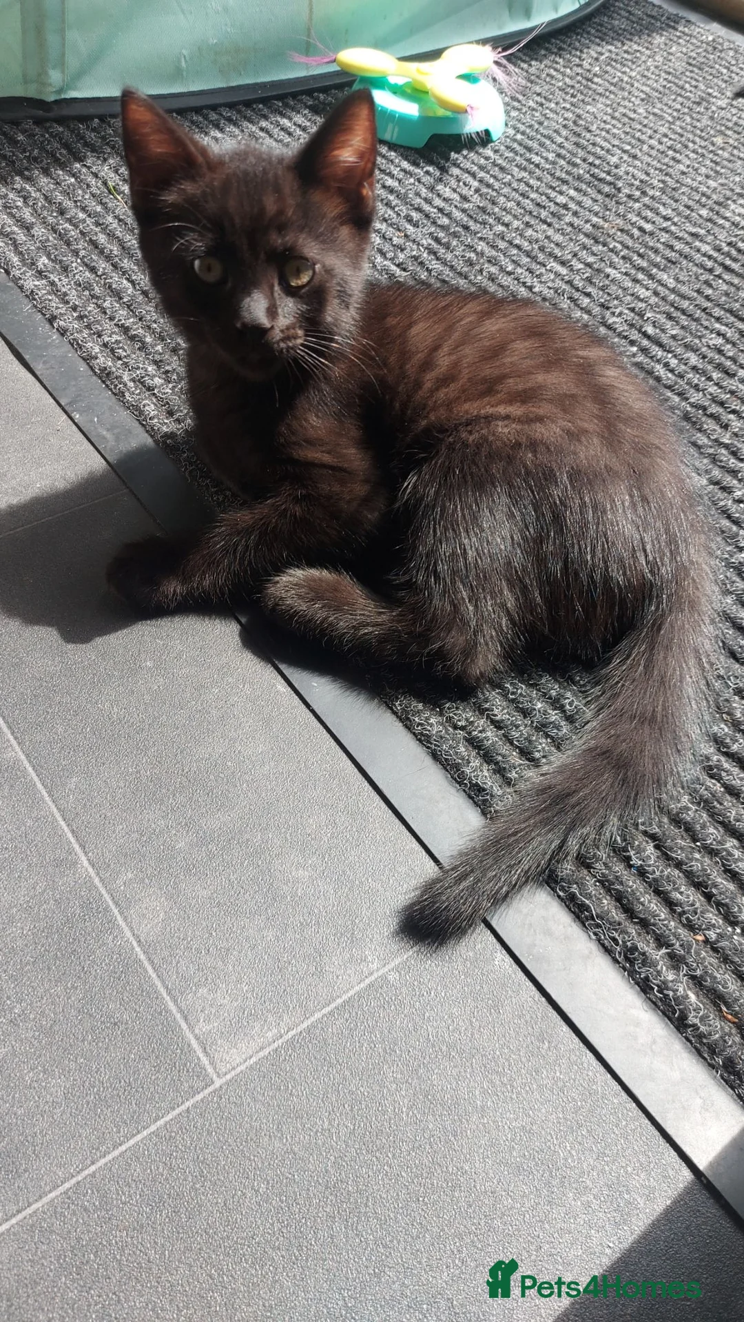British Shorthair cats for sale: Fluffy black kittens  - Advert 1