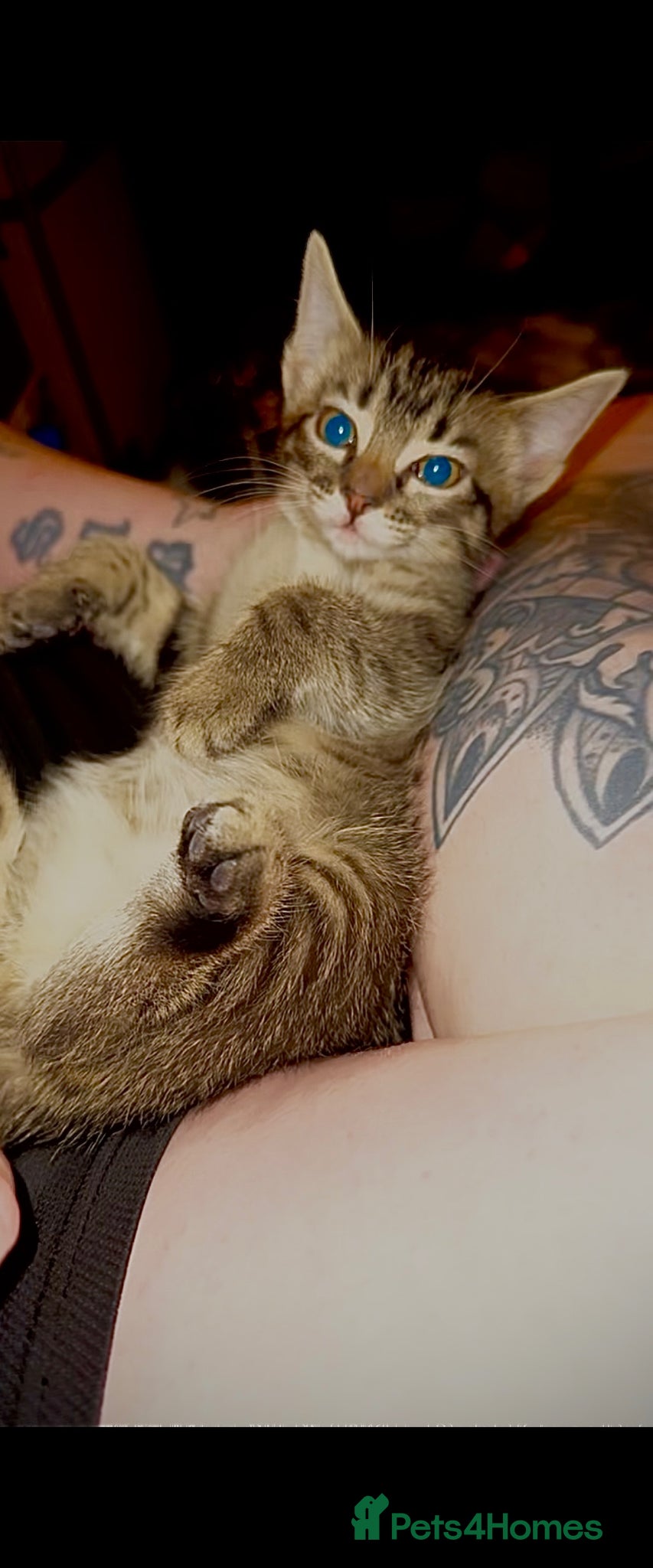 Mixed Breed cats 🩷 Maine Coon x Ragdoll Kitten 🩷 - Advert 1