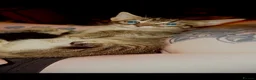 Mixed Breed cats for sale: 🩷 Maine Coon x Ragdoll Kitten 🩷 in Nottingham - Advert 1