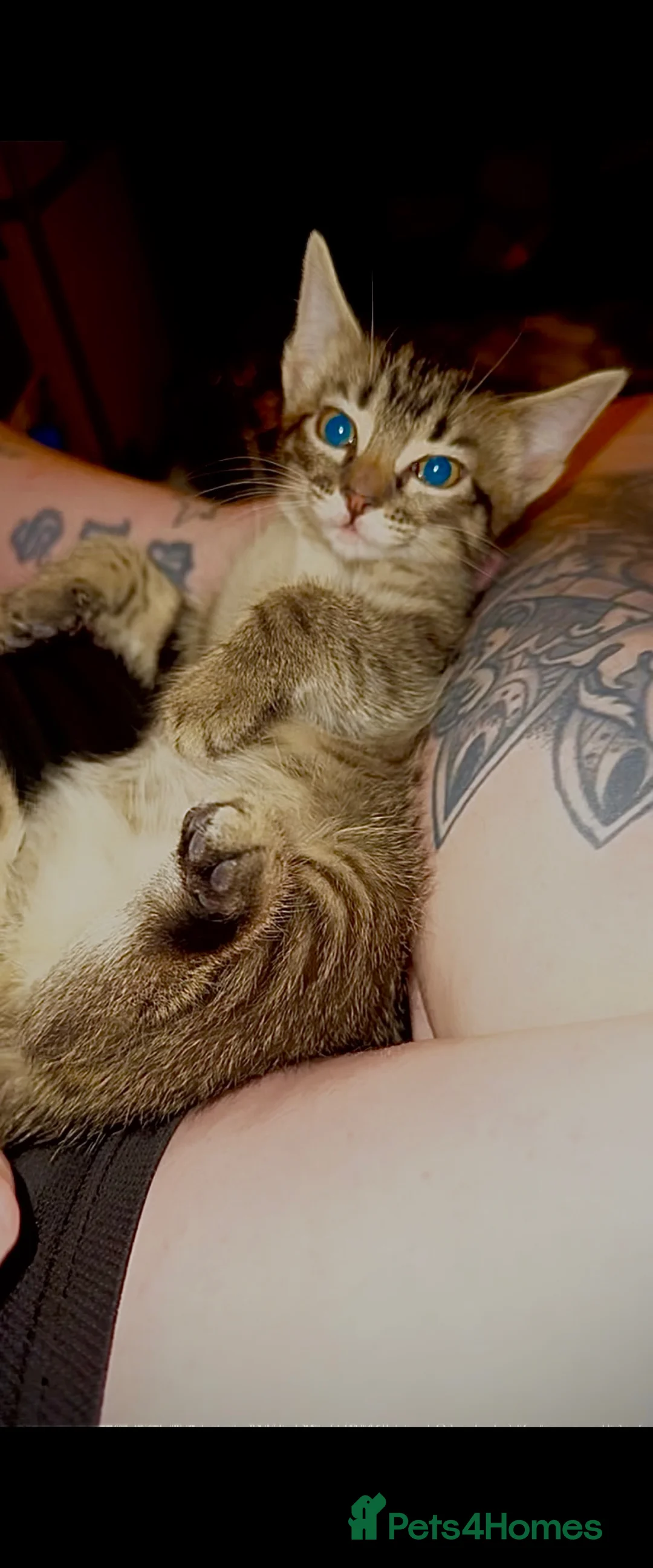 Mixed Breed cats for sale: 🩷 Maine Coon x Ragdoll Kitten 🩷 in Nottingham - Advert 1