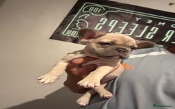 French Bulldog dogs for sale: French bull dog - Image 8