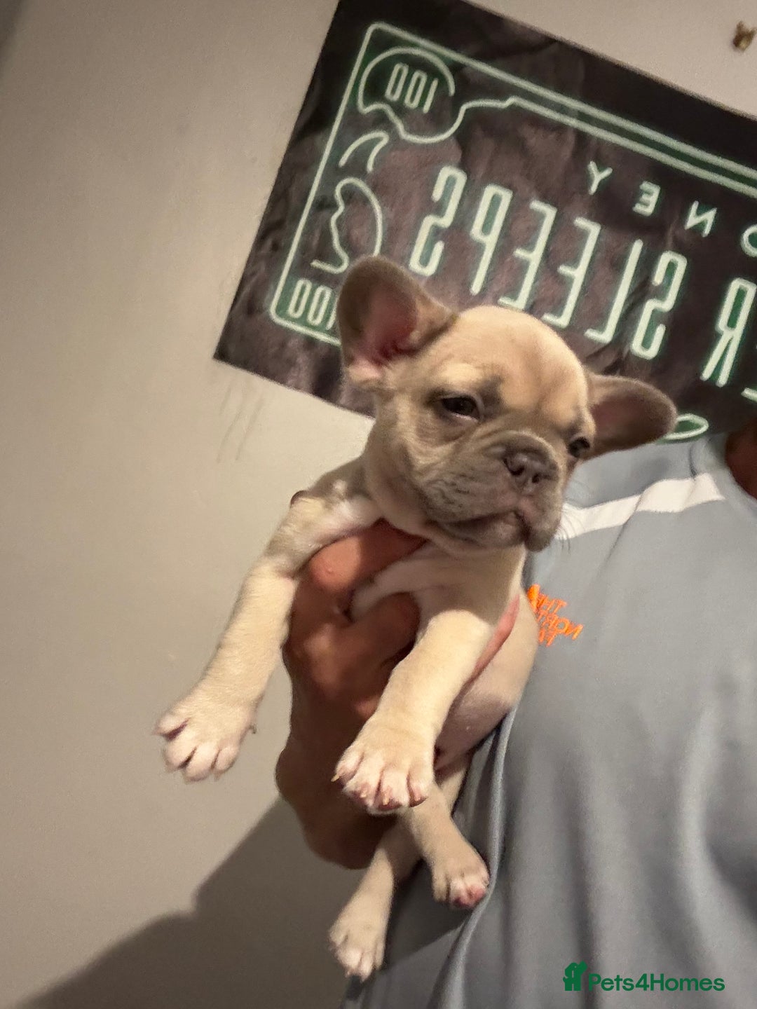 French Bulldog dogs for sale: French bull dog - Image 8