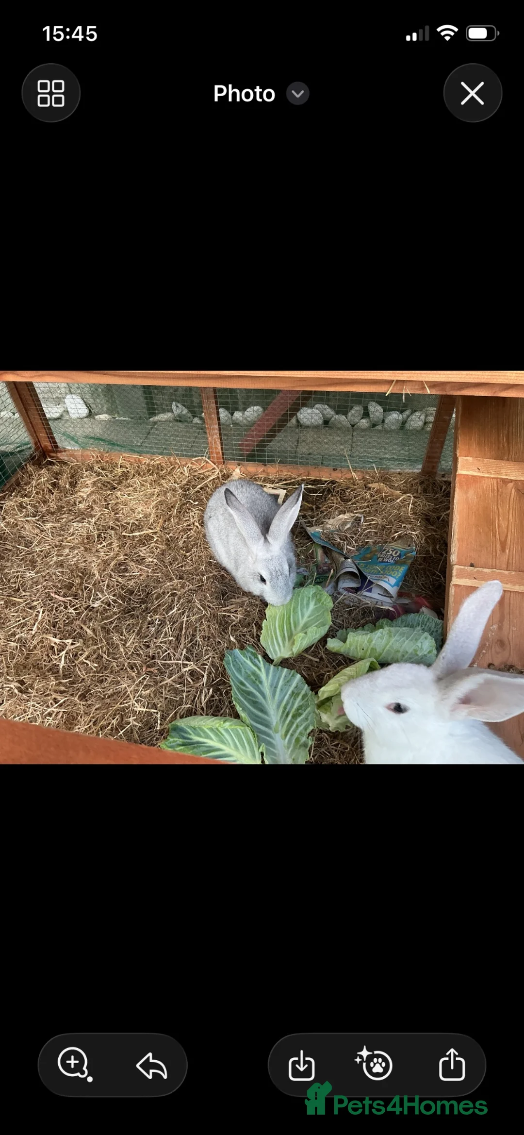 Continental Giant rabbits for sale: Continental giants  in Merthyr Tydfil - Advert 2