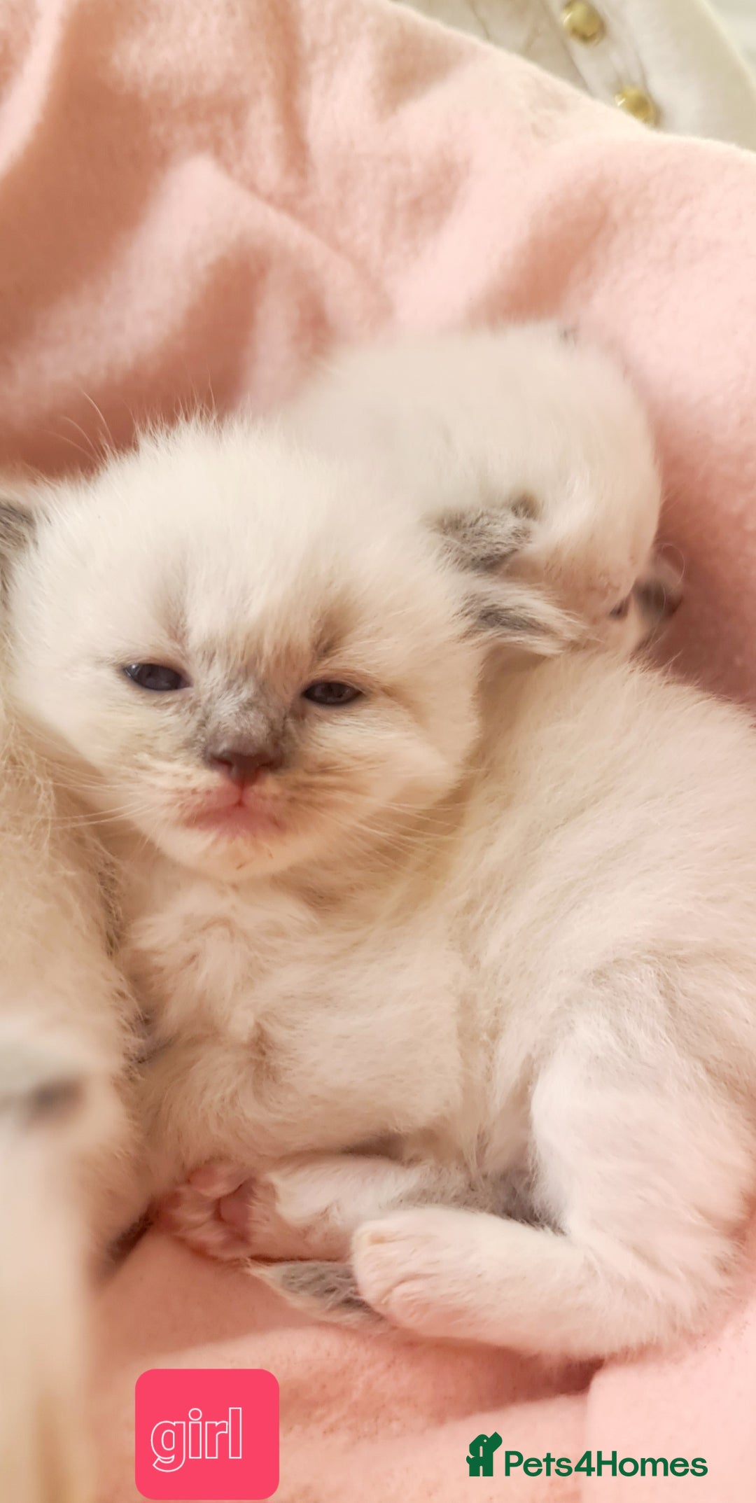 Ragdoll cats for sale: Pure ragdoll kittens - Image 7