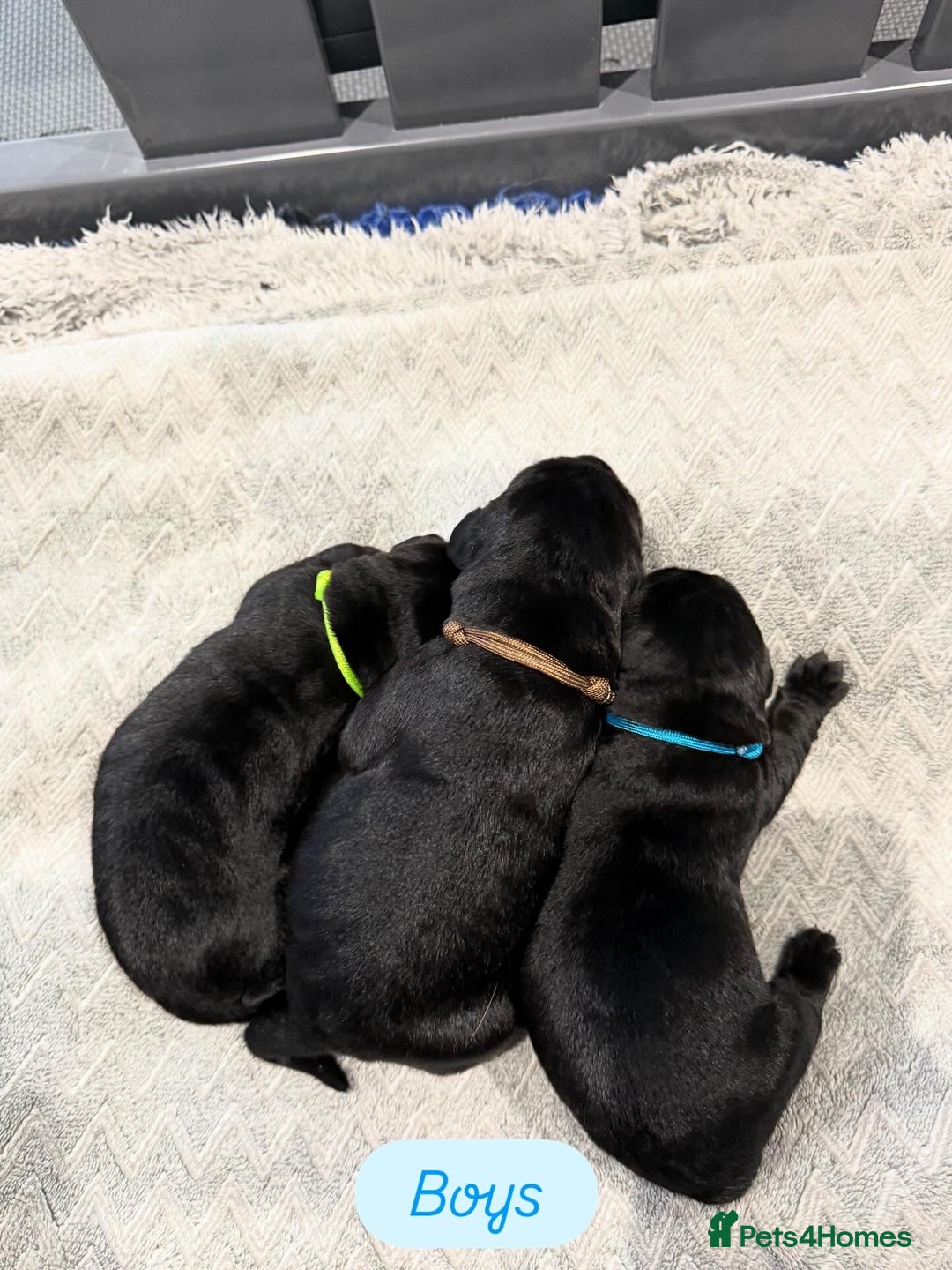 Labrador Retriever dogs for sale: 5* breeder🐾beautiful glossy black puppies ❤️  - Image 32