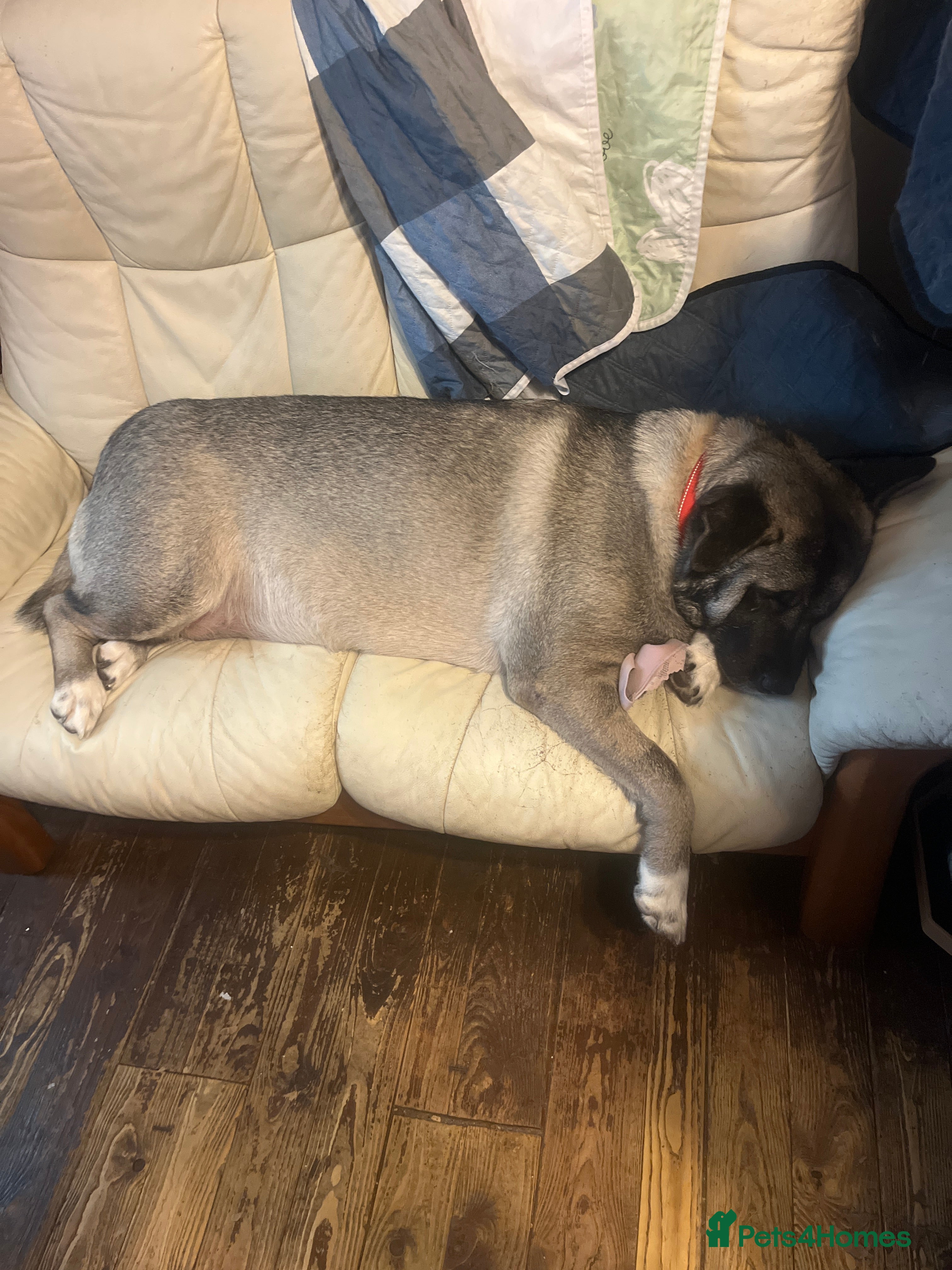 Akita dogs Akita puppies 1 male 1 female in Doncaster - Advert 2
