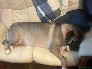 Akita dogs Akita puppies 1 male 1 female in Doncaster - Advert 1