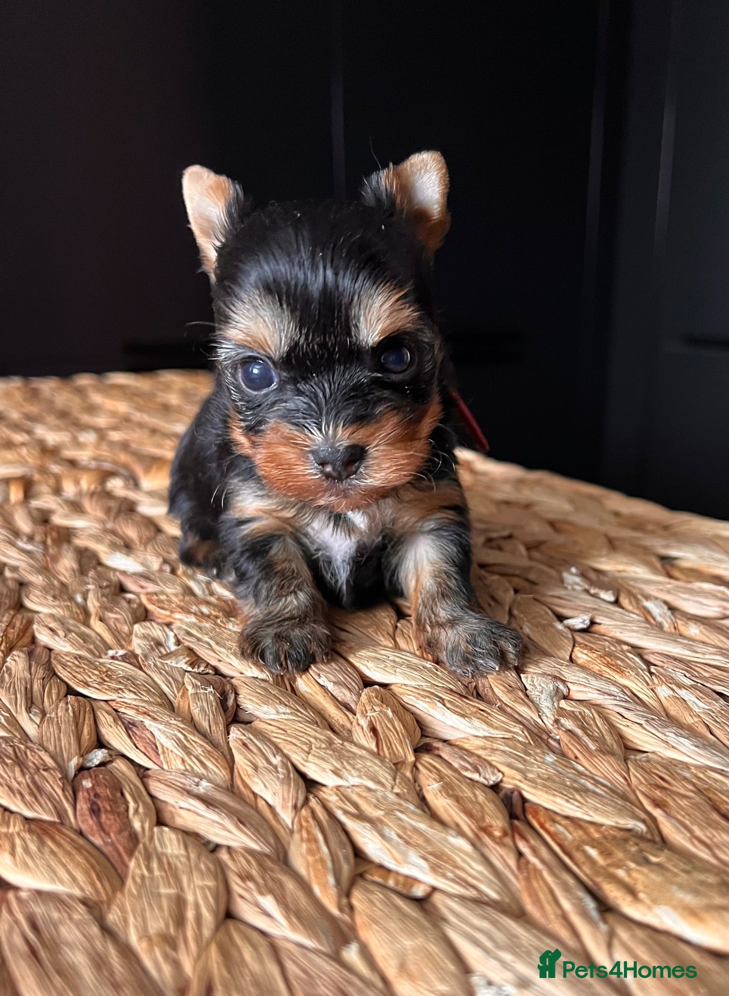 Yorkshire Terrier dogs ❣️ Beautiful Miniature Yorkshire Terrier Puppies❣️ - Advert 2