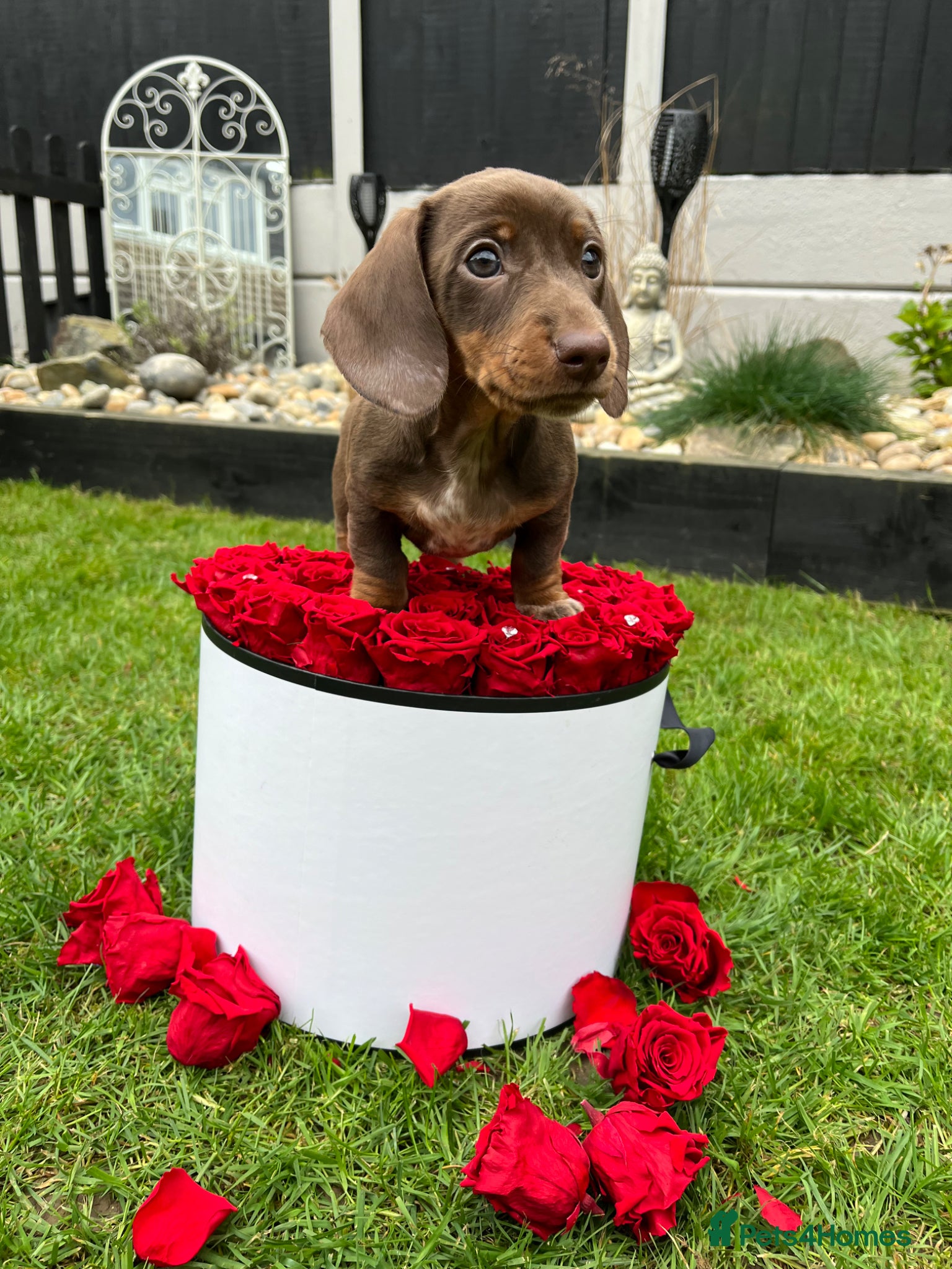 Miniature Dachshund dogs Chocolate and tan miniature dachshund - Advert 5