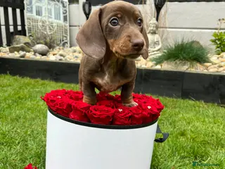 Miniature Dachshund dogs Chocolate and tan miniature dachshund - Advert 5