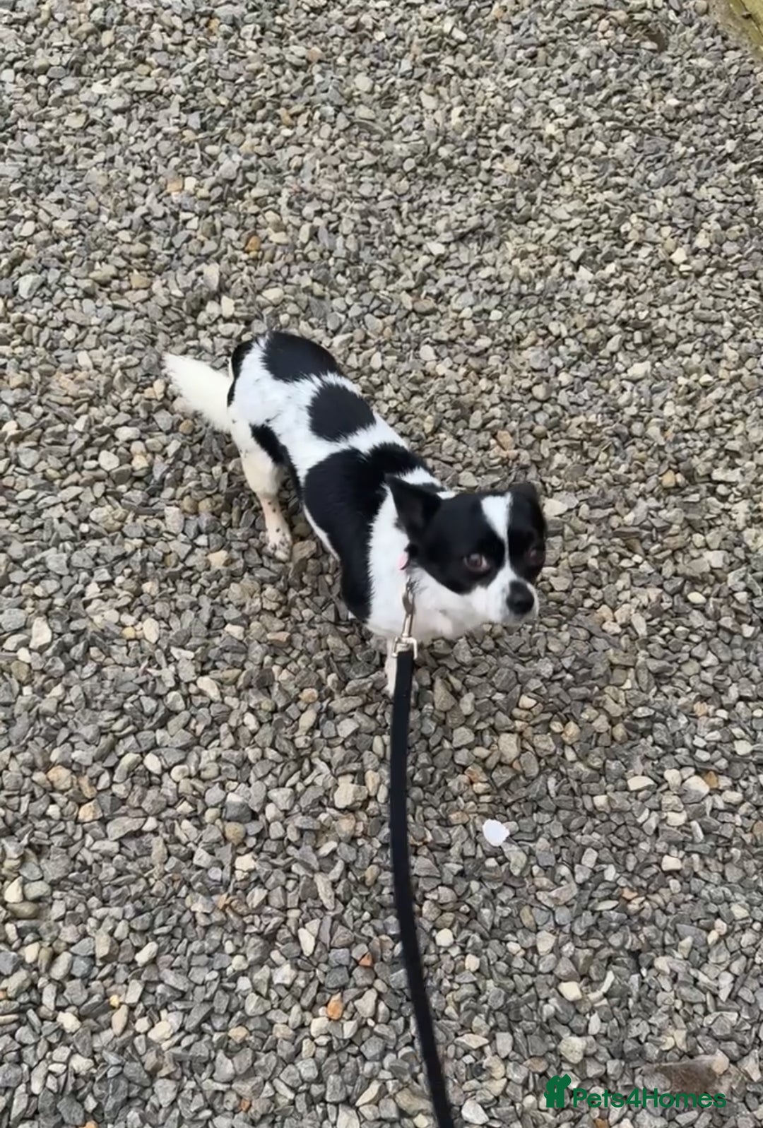 Chihuahua dogs for sale: Hi here is floky very friendly and play full  in Hayes - Image 2