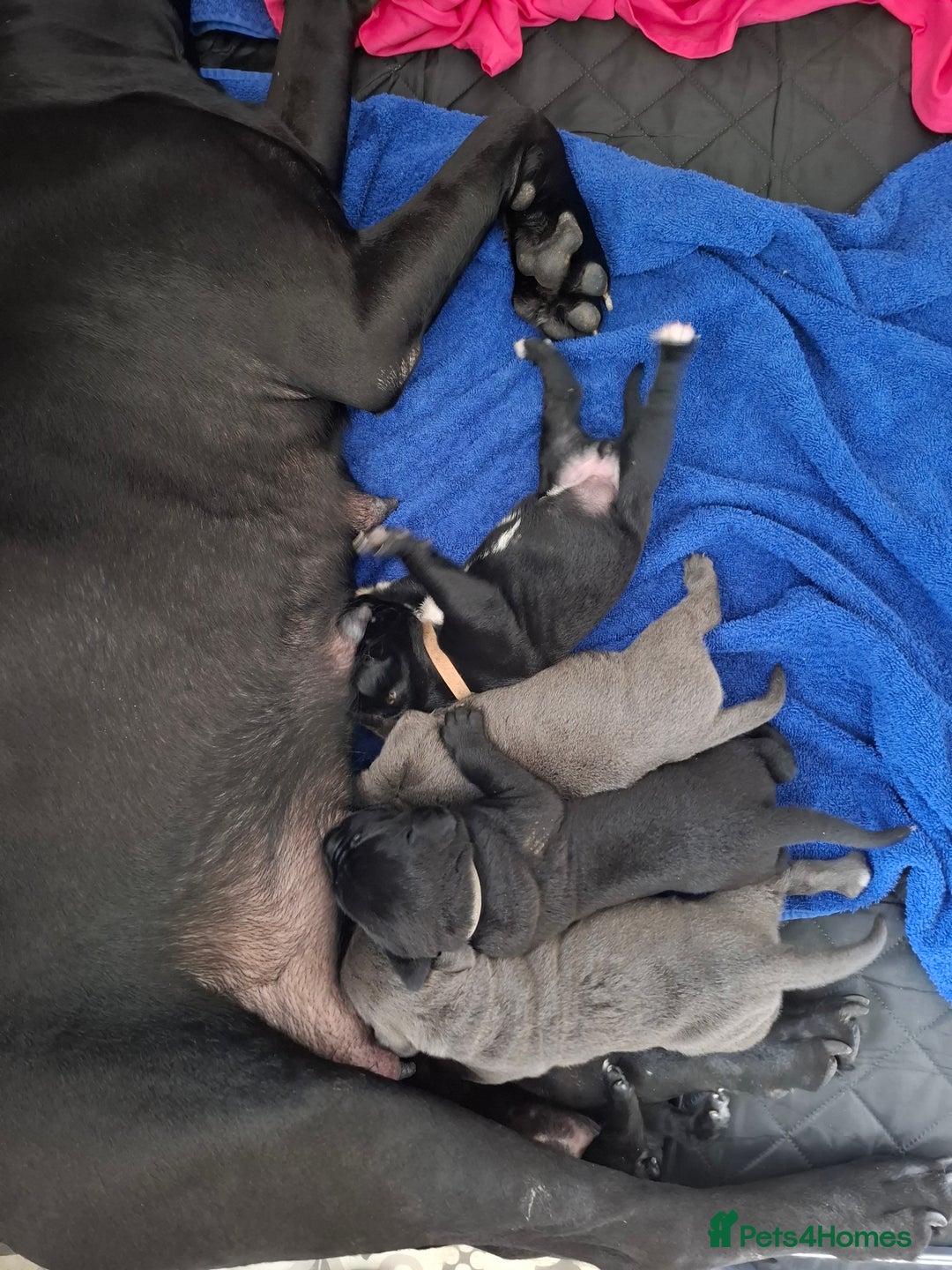 Cane Corso dogs for sale: Chunky cane corso puppies - Image 7