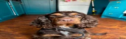 Cockapoo dogs for sale: Rare chocolate and tan pointed cockapoos - Advert 8