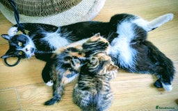 Mixed Breed cats for sale: Lovely girl and boy  - Image 2