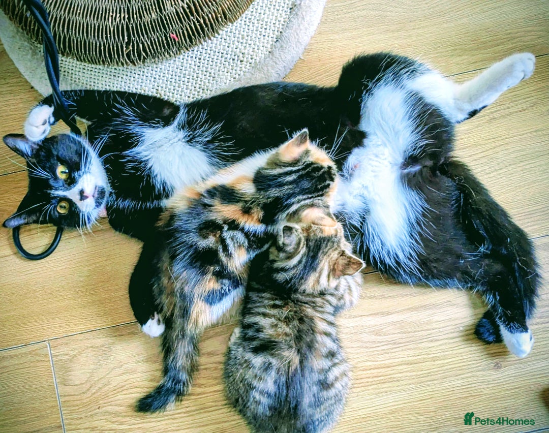 Mixed Breed cats for sale: Lovely girl and boy  - Image 2