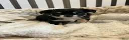 Chihuahua dogs for sale: Long Haired Chihuaua puppies in Wigan - Advert 5
