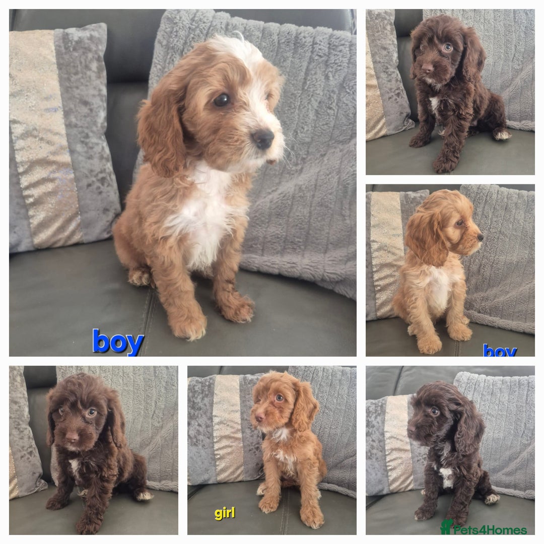 Cockapoo dogs for sale: F1 cockapoo - Ready Now - Image 1