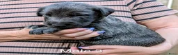 Irish Wolfhound dogs for sale: Irish Wolfhound Puppies  - Advert 7