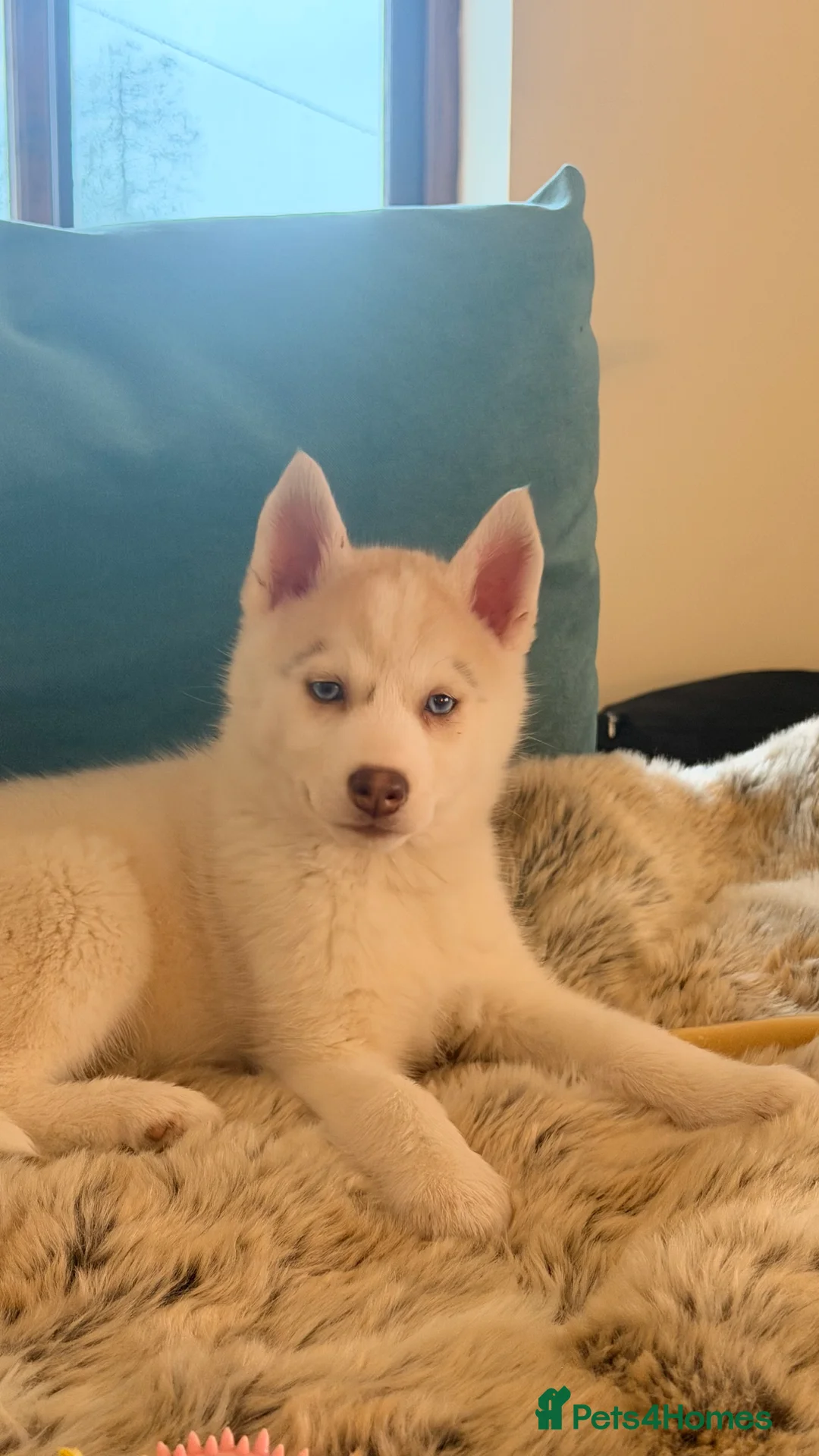 Siberian Husky dogs for sale: Siberian Husky puppy - 3 months old - Advert 5