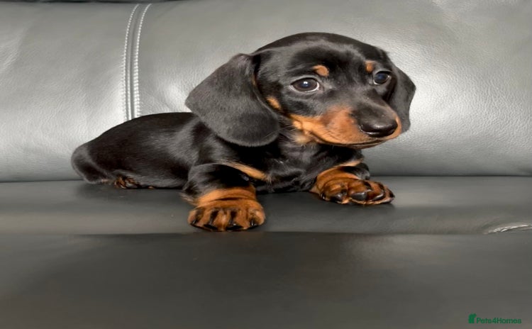 Dachshund dogs - Advert 16