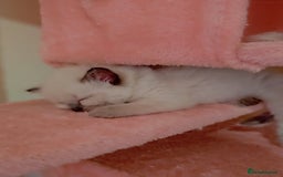 Ragdoll cats for sale: *READY TO LEAVE Beautiful Ragdoll kittens for sale - Image 2