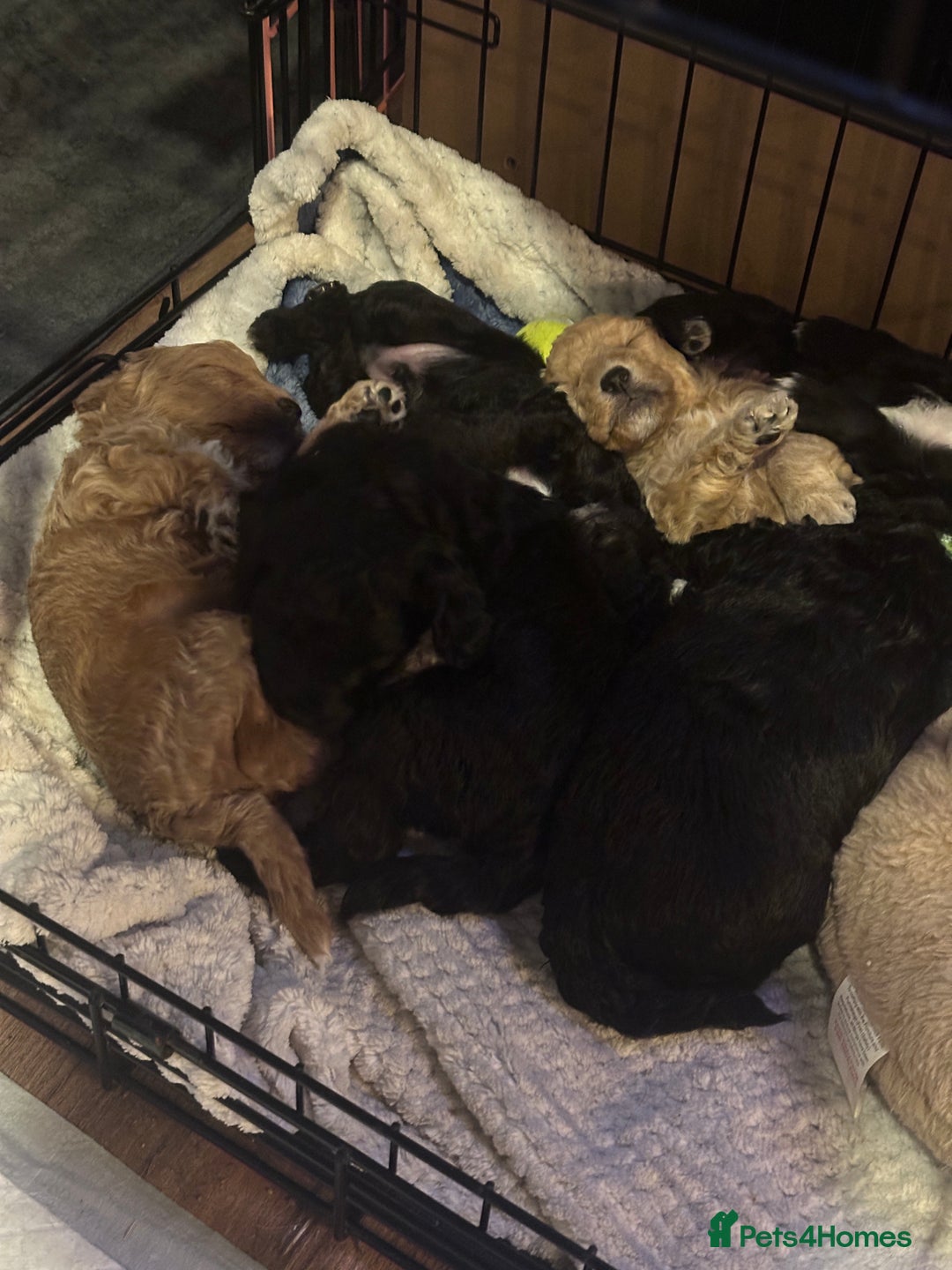 Bordoodle dogs for sale: F1B Bordoodle Puppies - Image 11